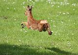 IMG_7631_bentn_dk