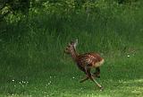IMG_7638_bentn_dk