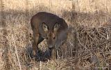 IMG_8662_bentn_dk