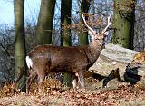 P1240681_bentn_dk