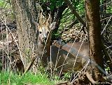 P1350395_bentn_dk
