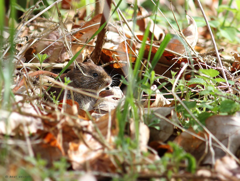 IMG_6410_bentn_dk.jpg - Lundtofte 23 april 2012