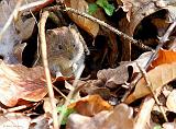 IMG_6355_bentn_dk