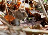 IMG_6379_bentn_dk