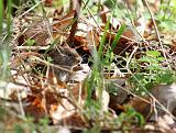 IMG_6410_bentn_dk