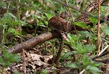 IMG_9346_bentn_dk