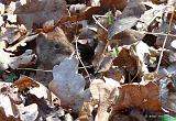 P1280320_bentn_dk