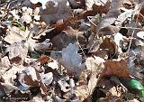 P1280324_bentn_dk