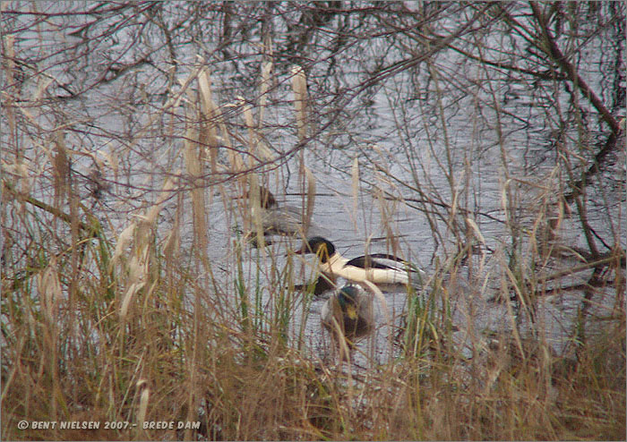 Image 7 of 20  -  154 kB