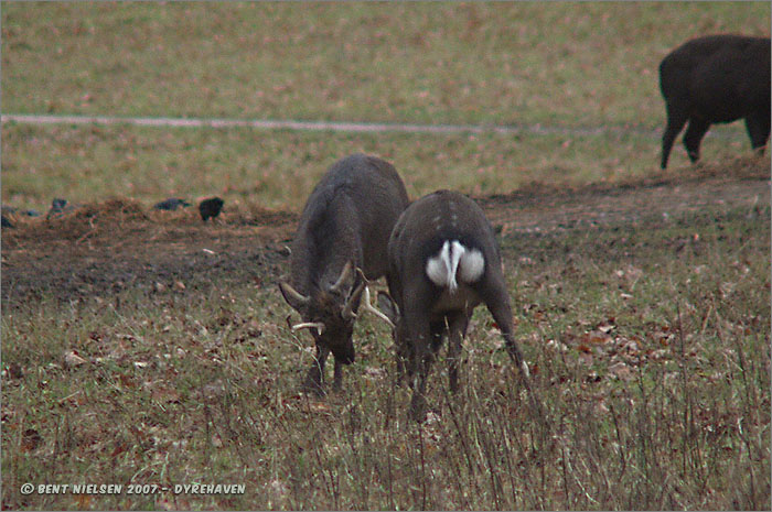 Image 15 of 20  -  109 kB