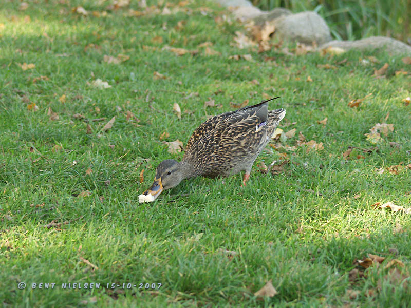 Image 13 of 24  -  140 kB
