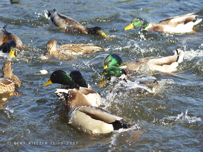 Image 16 of 24  -  147 kB